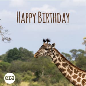 happy birthday giraffe gif