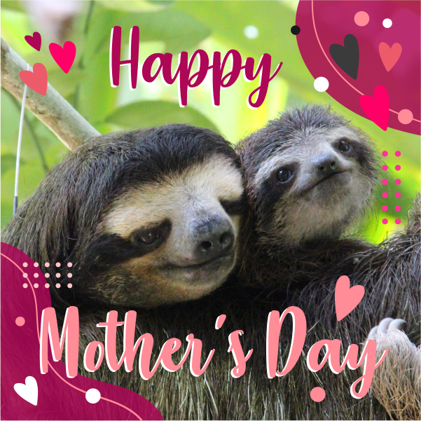 mother-s-day-card-sloth-card-printable-pdf-jpeg-ecard-etsy