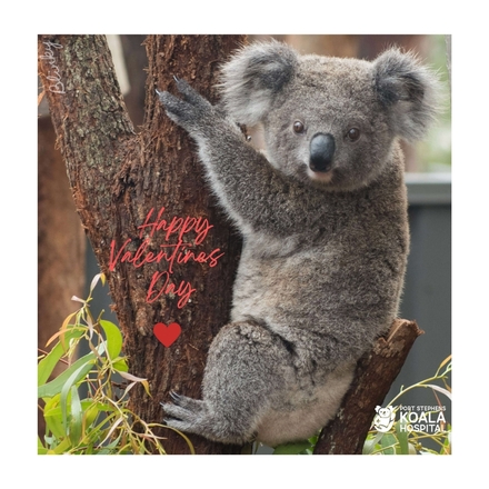 Send a Valentine's Day E-Card eCards