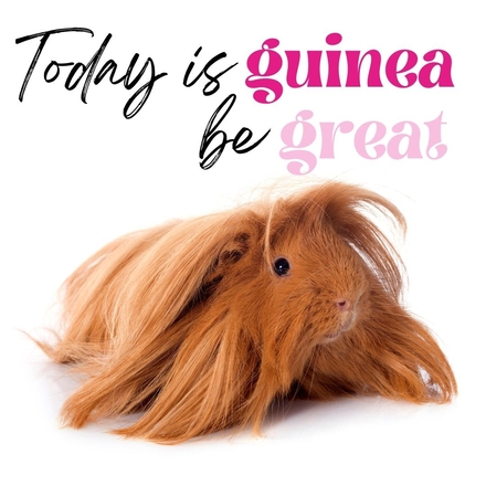 Guinea Pig Cards eCards