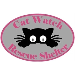 Cat Watch eCards