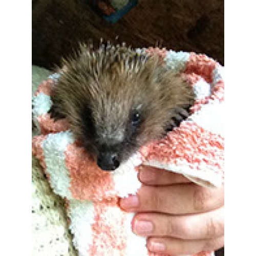 Forth Hedgehog Hospital eCards