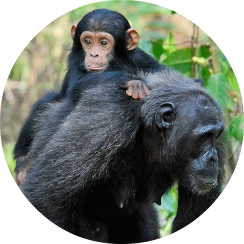 World Ape Fund eCards