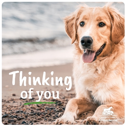 Send Thinking of You E-Cards eCards