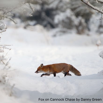 Give the gift of nature by sending your friends and family wildlife cards. eCards