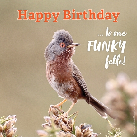 Send a birthday e-card eCards