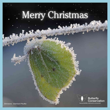 Send a Christmas e-card eCards