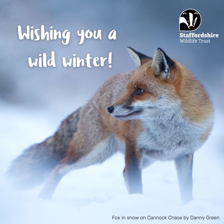 Give the gift of nature by sending your friends and family wildlife cards. eCards