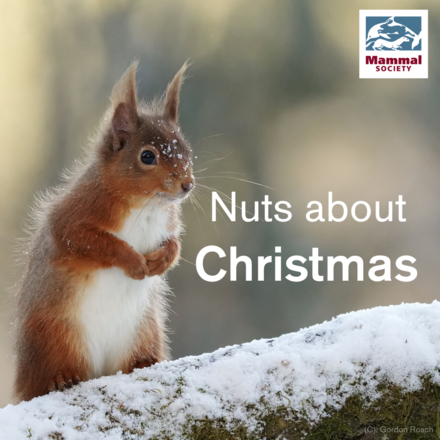 Send Free Mammal Christmas e-Cards! eCards