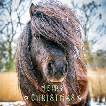 Send Christmas E-Cards eCards