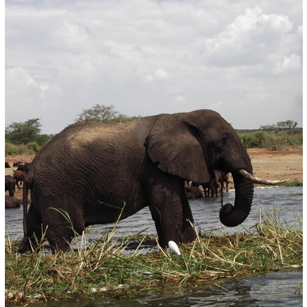 It's the season to be jolly. Have a jumbo good time! eCards