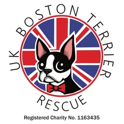 Uk Boston Terrier Rescue eCards