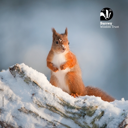 Snowy Squirrel eCards