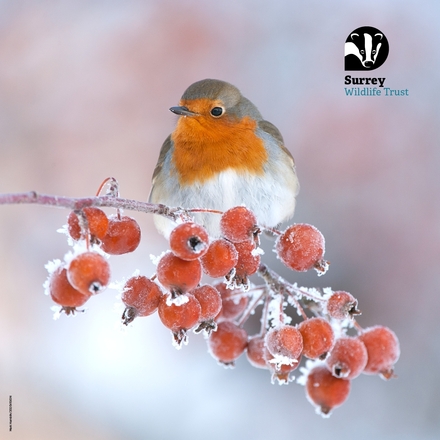 Christmas Robin eCards