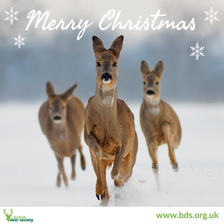 Send Christmas or New Year E-Cards and Support Deer Conservation eCards