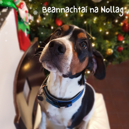 Beannachtaí na Nollag eCards